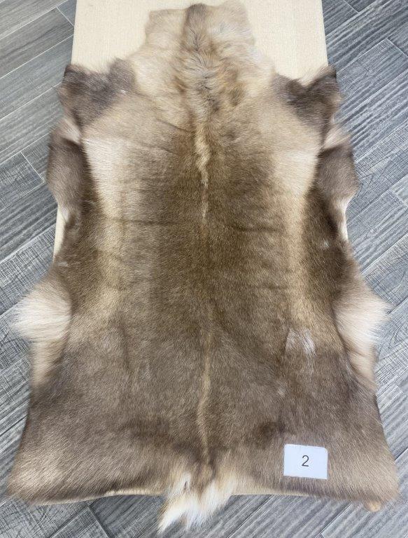 Reindeer Beige - 2