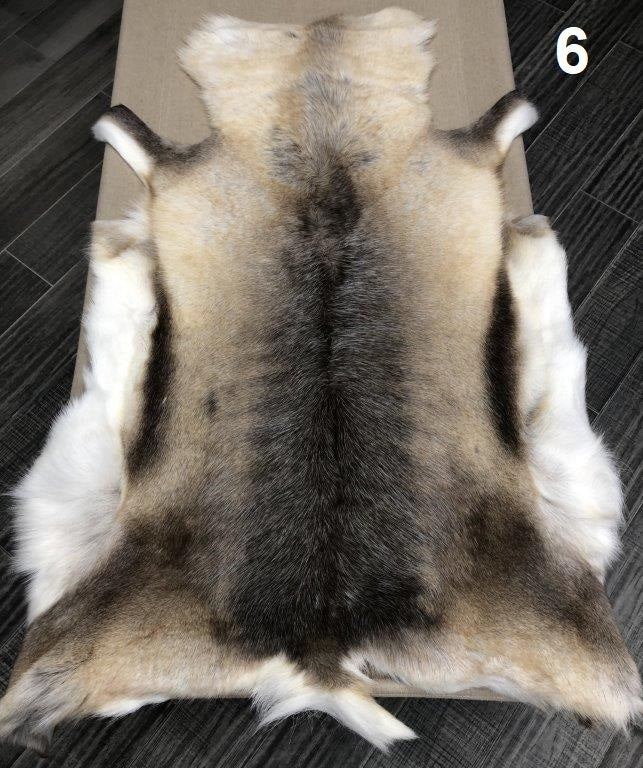 Reindeer