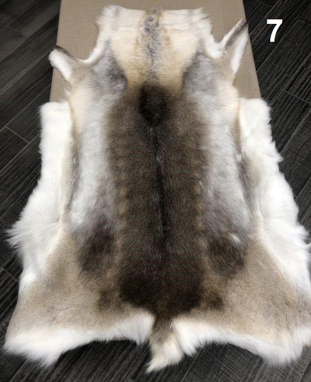 Reindeer
