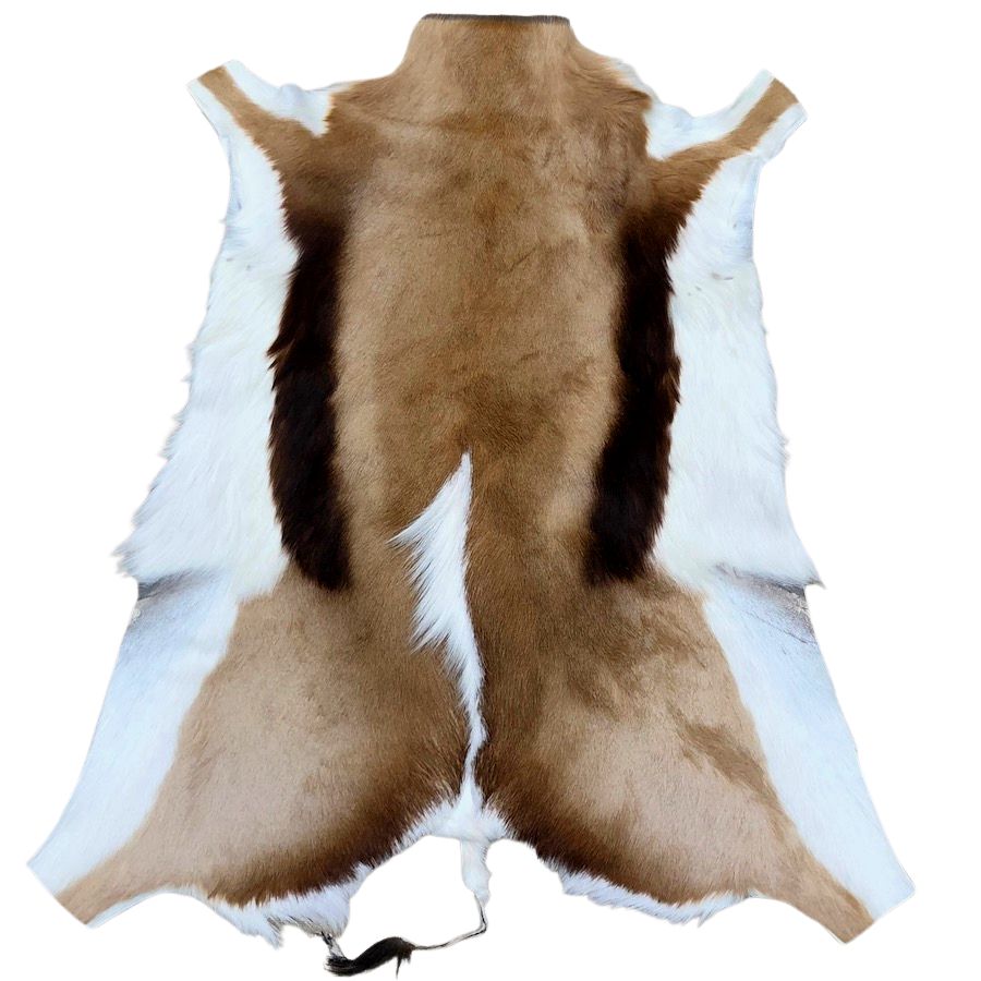 Genuine Springbok hide rug with natural tan and white markings, ethically sourced from South Africa and shown in full shape