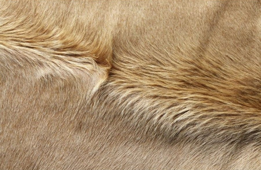 Close-up detail of a beige and white cowhide rug showing smooth natural hair texture and subtle tonal variation