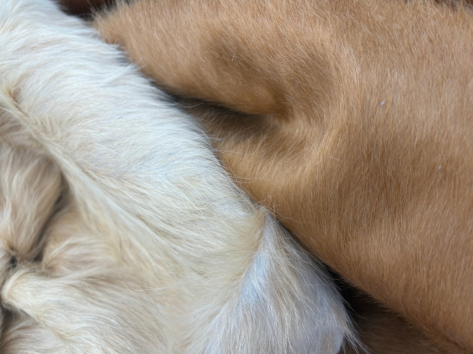 Natural colour variation in beige cowhide rug showing pale cream and warm honey tones