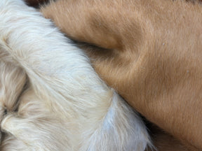 Natural colour variation in beige cowhide rug showing pale cream and warm honey tones