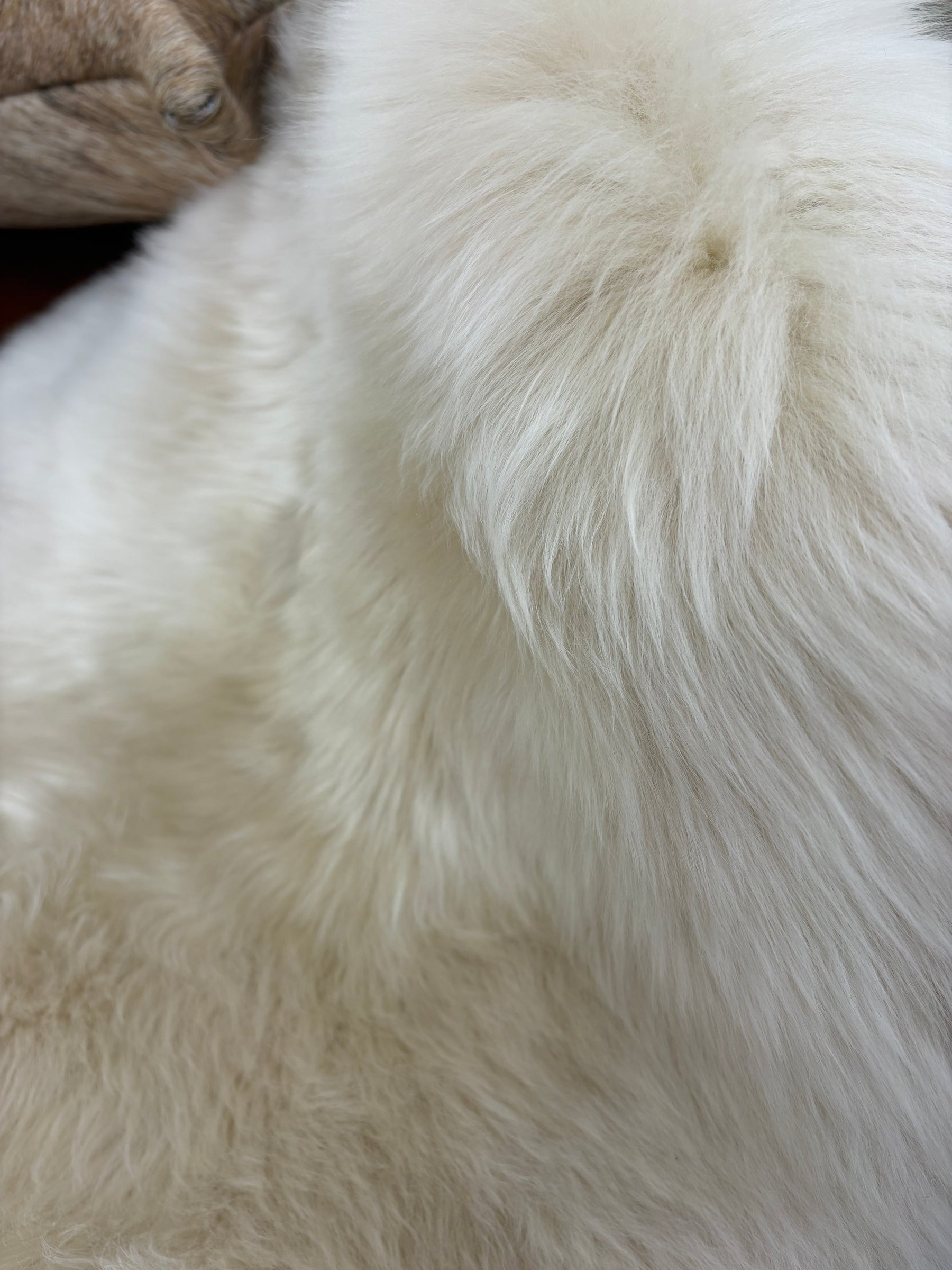 Close-up of fawn Merino sheepskin rug showing soft dense wool