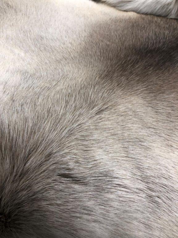 Reindeer Hide - Light