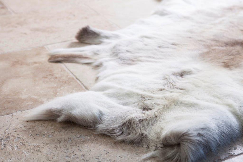 Detail view of light reindeer hide throw laid flat showing natural hair texture and edge variation