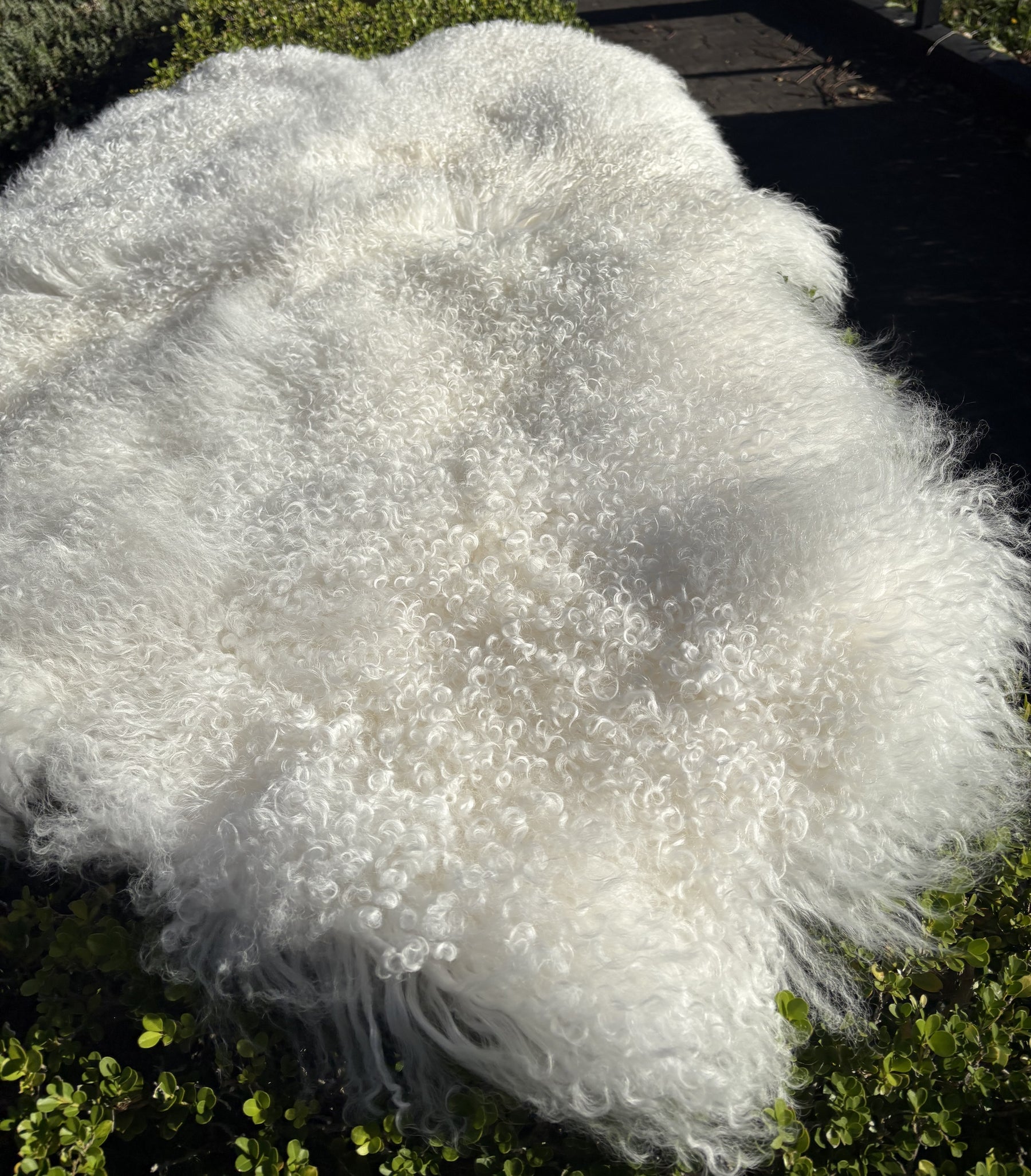 Curly fleece texture of a natural white Mongolian sheepskin area rug made from four hides