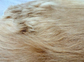 Close-up detail of a solid beige cowhide rug showing soft natural hair texture and subtle tonal variation
