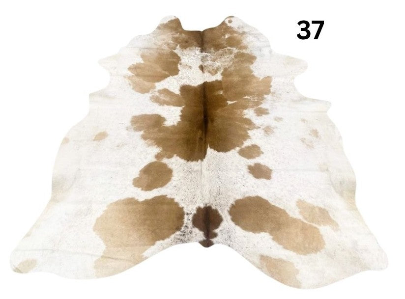 Speckled longhorn cowhide rug number 37 with natural markings and tonal variation on a white background