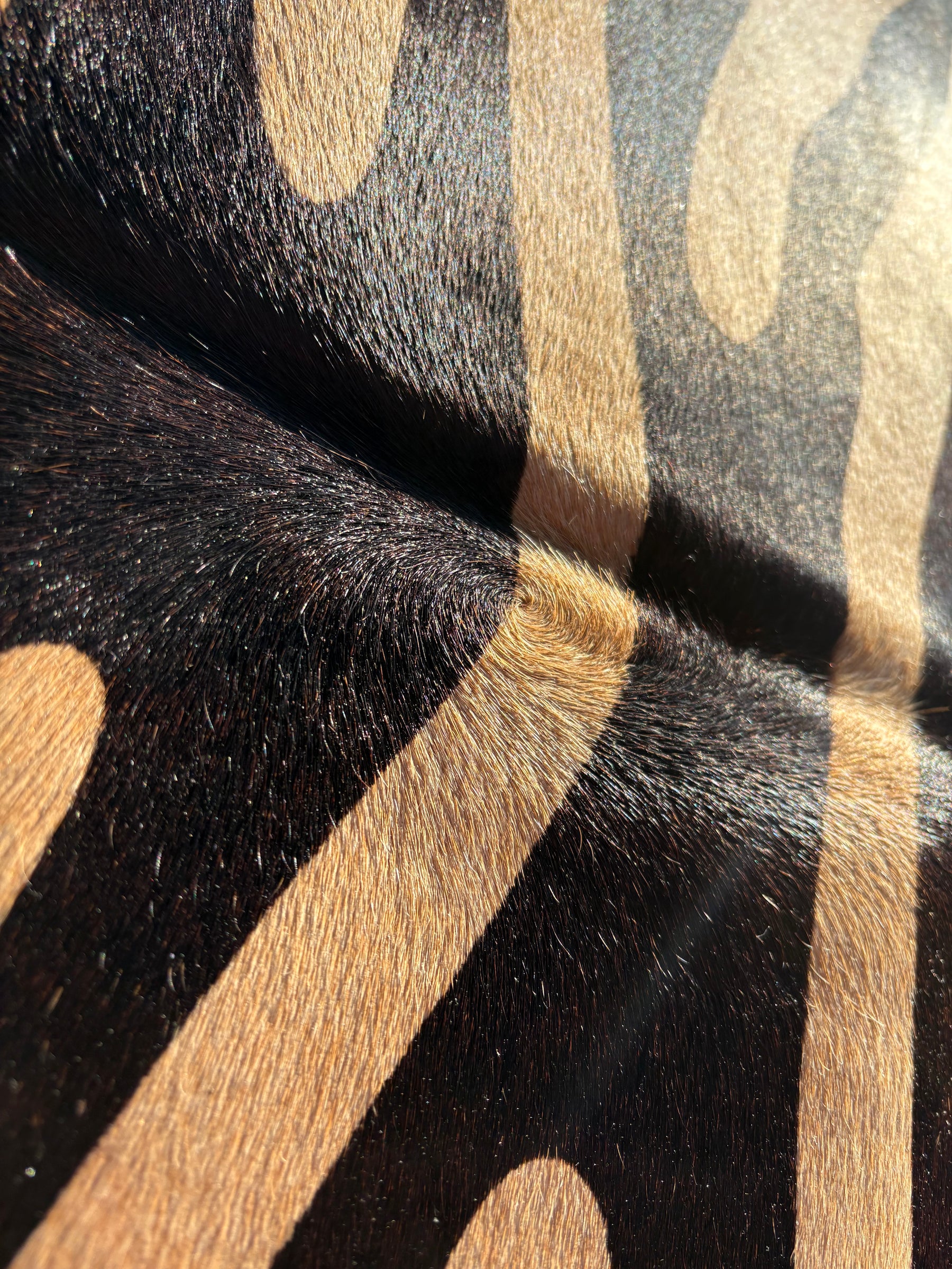 Zebra print cowhide rug texture showing black pattern and natural beige hide with visible hair-on-hide grain