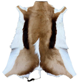 Genuine Springbok hide rug with natural tan and white markings, ethically sourced from South Africa and shown in full shape